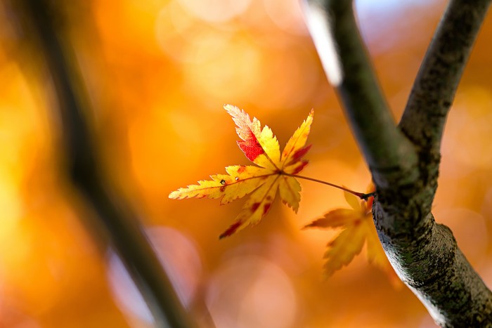 Autumn Maple Leaf on Tree Branch