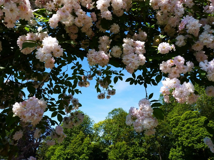 Pink roses arching over a blue sky and green trees