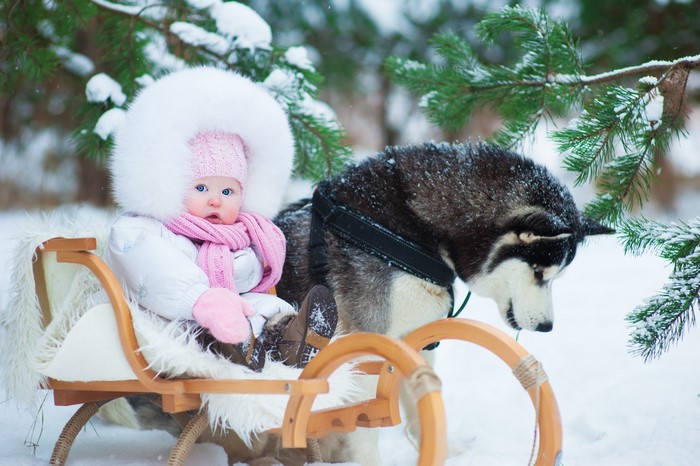 Baby in Sled Pulled by Husky in Snowy Forest