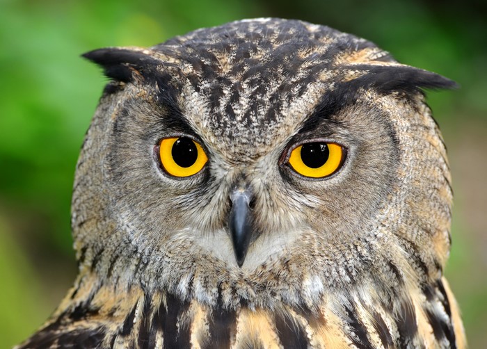 Close-up of an owl's face with yellow eyes