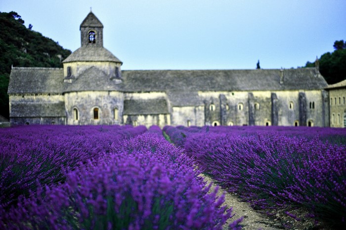 Lavender field in front of an ancient building in France
