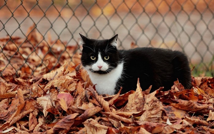 Black and white cat in autumn leaves