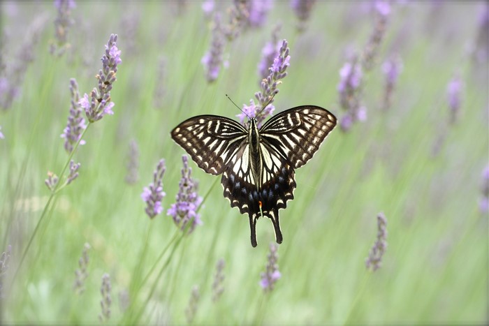 Butterfly on lavender field