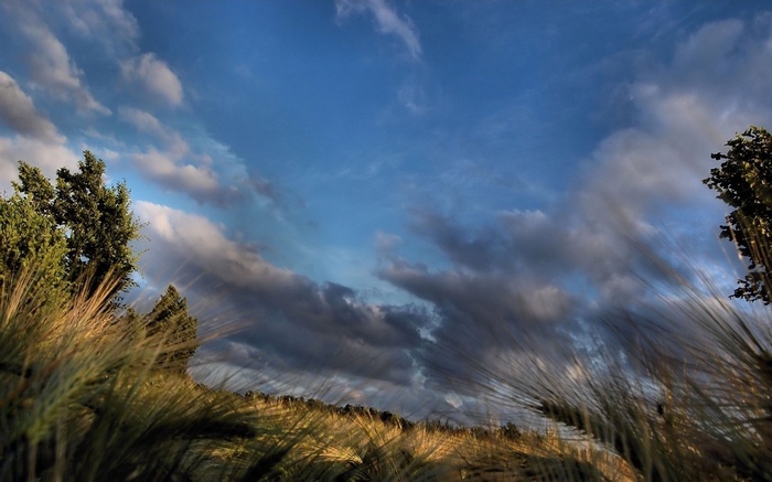Wheat field under a cloudy blue sky