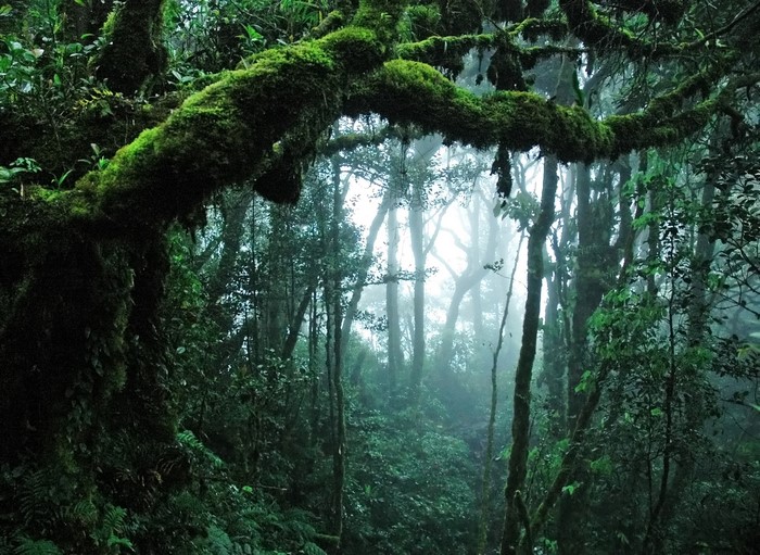 Moss-covered trees in a misty jungle