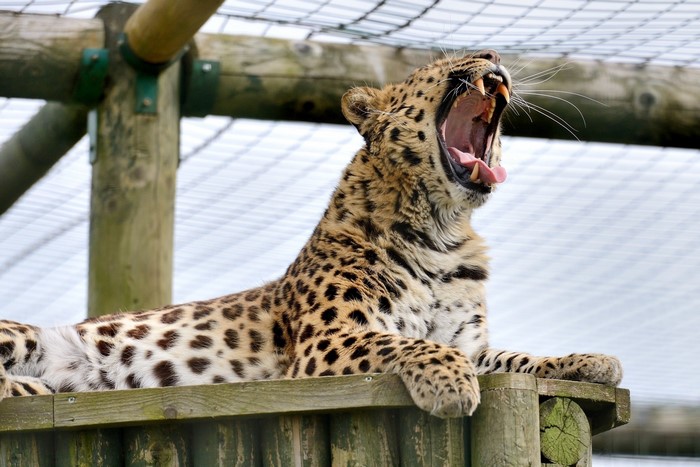 Leopard yawning on a wooden platform