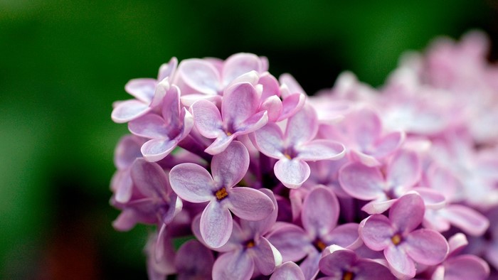 Close-up of purple lilac flowers with green background