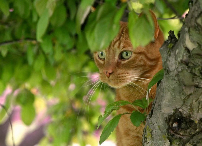 Ginger cat peeking from behind leaves in a tree