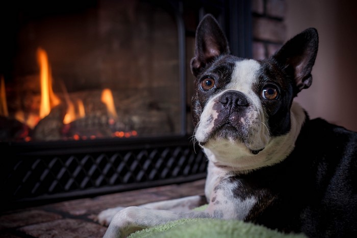 Boston Terrier Relaxing by a Cozy Fireplace