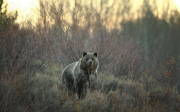 Grizzly Bear in a Field of Dry Grass