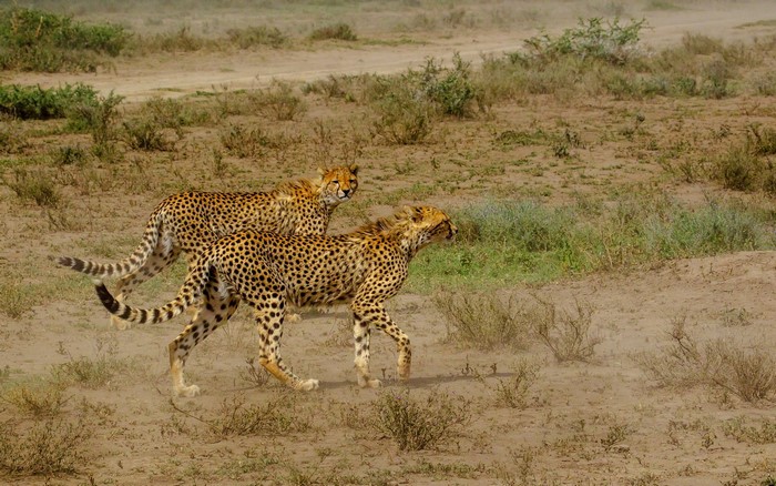 Two cheetahs running in a dry grassy field