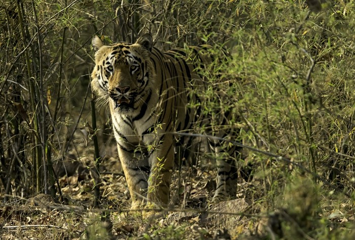 Tiger in a dense forest