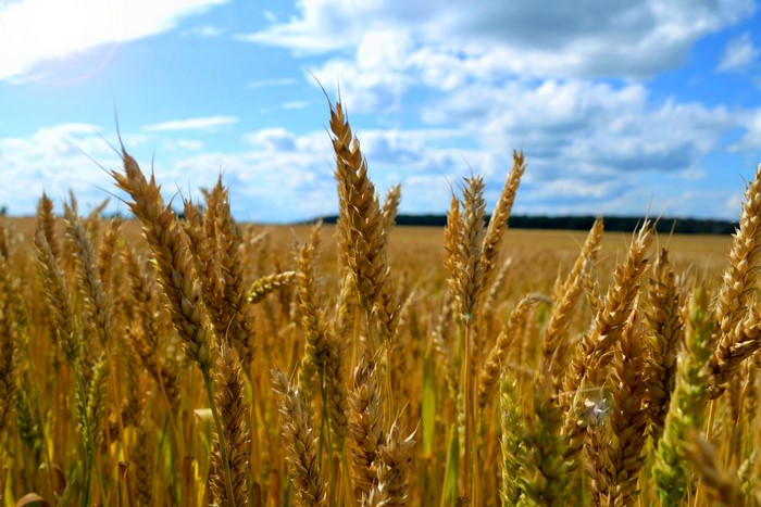 Wheat field under a blue sky with clouds