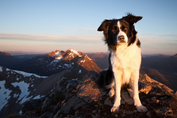 Border Collie dog sitting on a mountain peak at sunrise