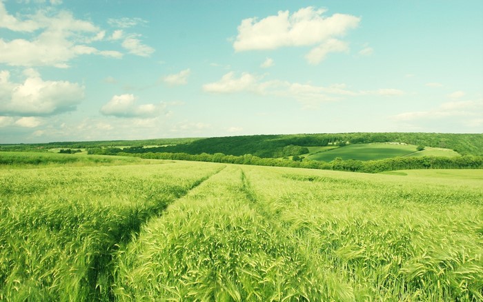Green fields under a blue sky with clouds