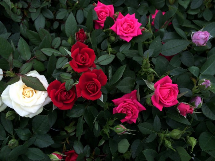 A variety of roses in different colors