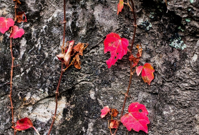 Red and brown leaves on a stone wall