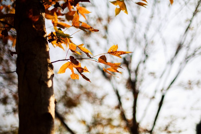 Autumn leaves on a tree trunk