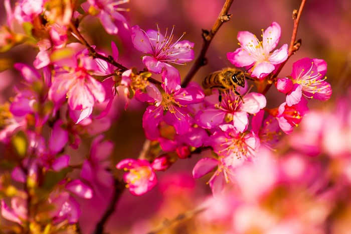 Bee on pink flowering tree branch