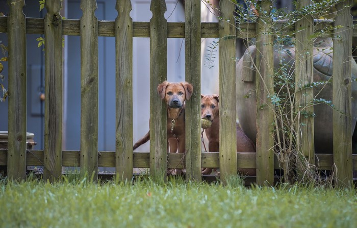 Two dogs behind a wooden fence