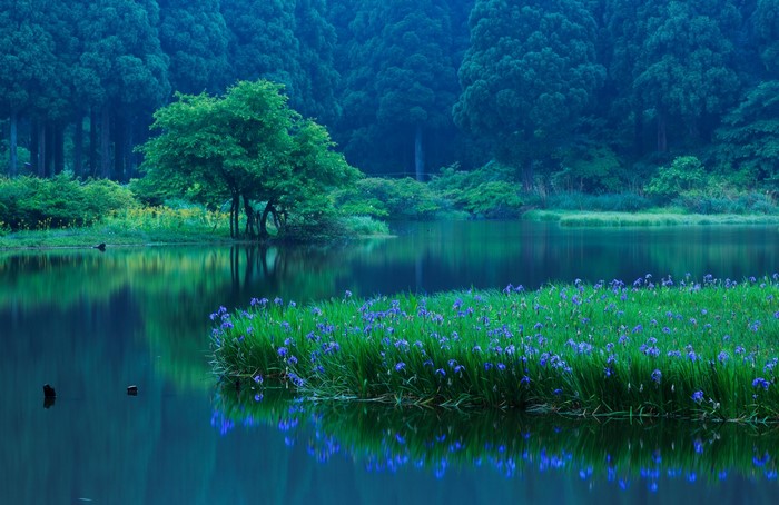 Lake with irises and forest in Takashima, Shiga Prefecture, Japan