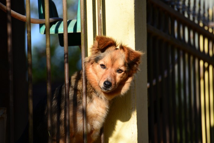 A dog peeks through a fence