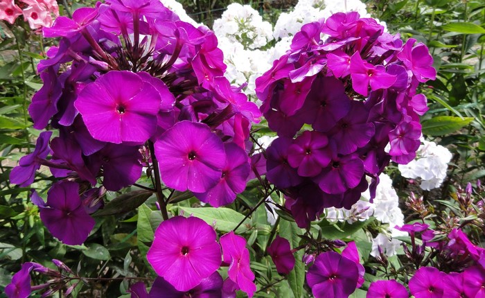 Close-up of vibrant purple Phlox flowers