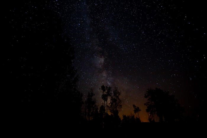 Night sky with Milky Way and silhouetted trees