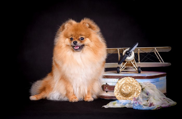Pomeranian dog with airplane and suitcase
