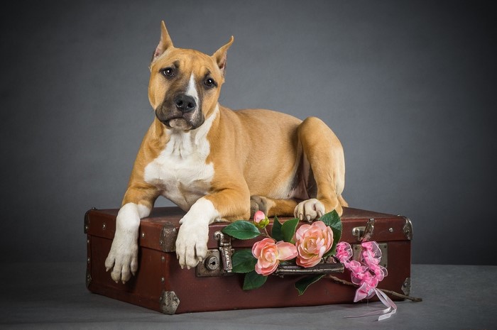 American Staffordshire Terrier on a vintage suitcase with flowers