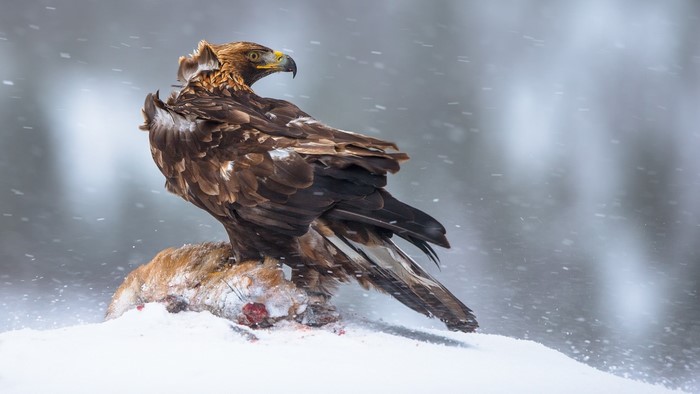 Golden eagle feeding on prey in snow