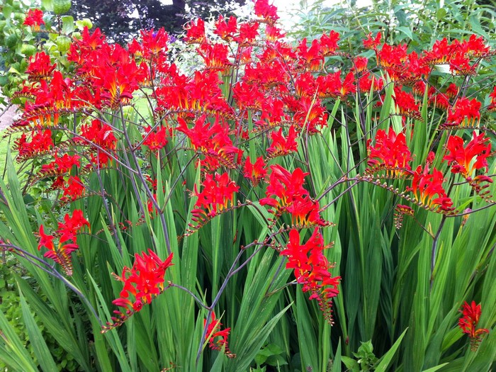 Red Crocosmia flowers in a garden