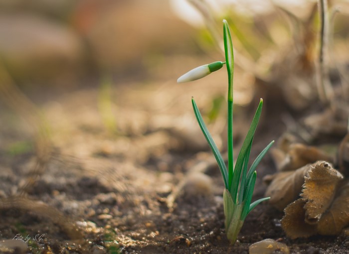 Snowdrop flower bud emerging from the soil in spring