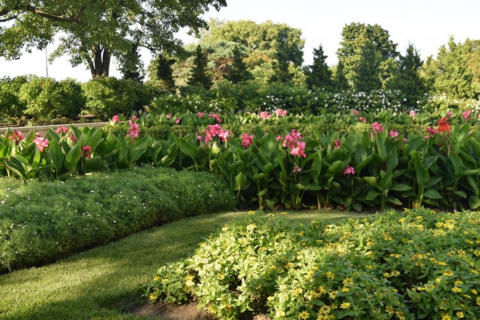 Park with pink flowers and green shrubs