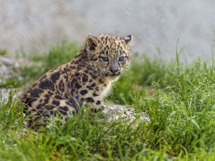 Snow leopard cub sitting in grass