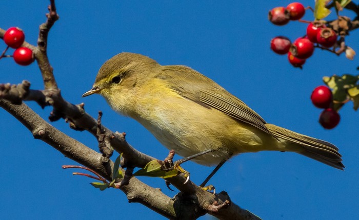 Yellow bird on a branch with red berries
