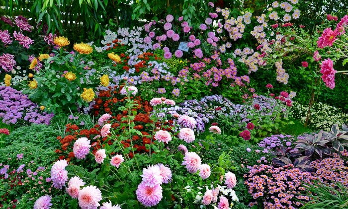 A vibrant garden filled with colorful chrysanthemums and asters