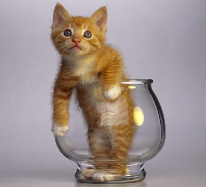 Ginger kitten in a glass bowl