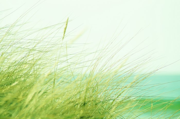 Closeup of tall green grass with ocean in background