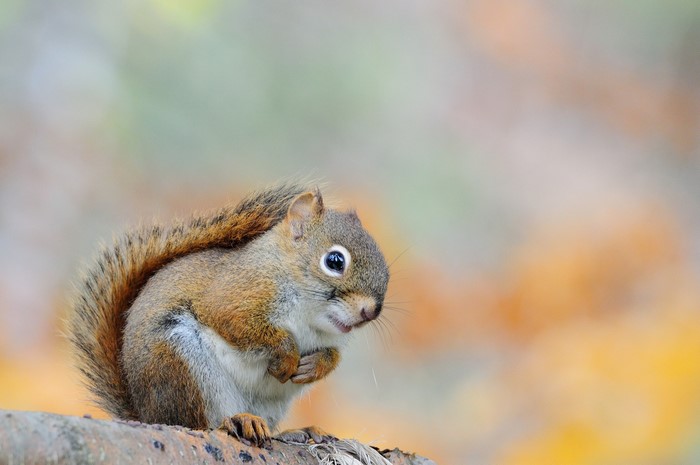 A red squirrel sits on a branch