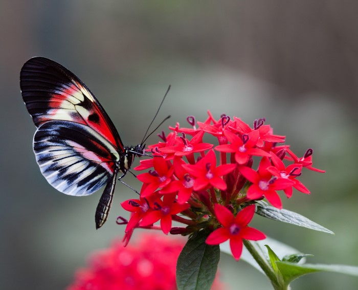 A colorful butterfly rests on red flowers