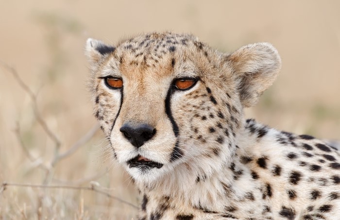 Close-up of a Cheetah's Face