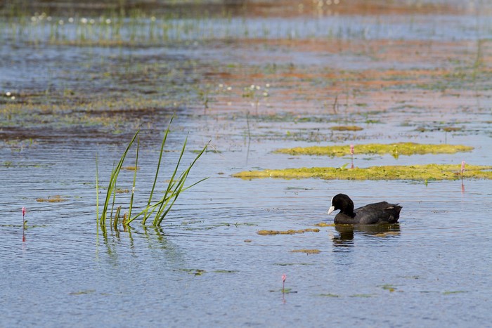A black coot swims in a lake with reeds