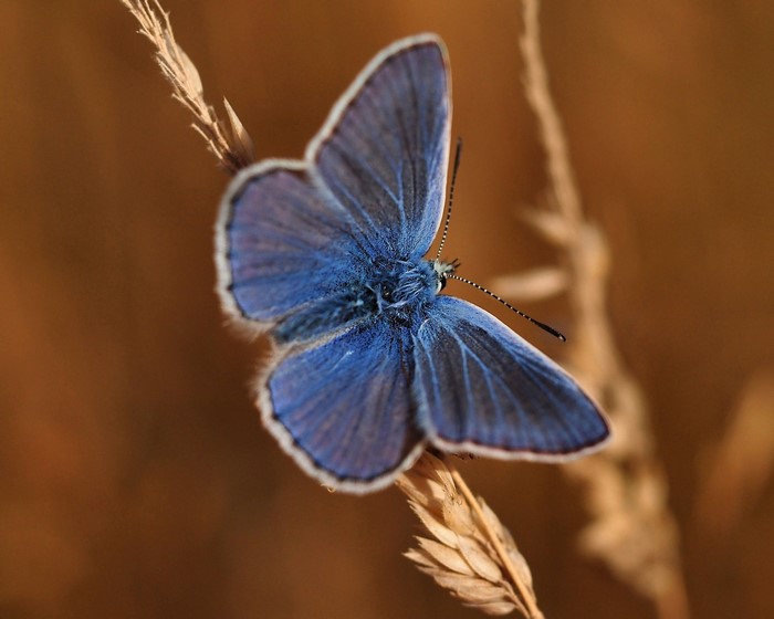 Close-up of a blue butterfly on a dry plant stalk