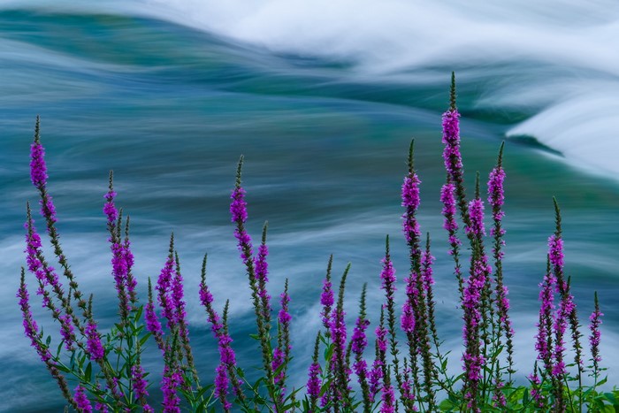 Purple flowers in front of a flowing river