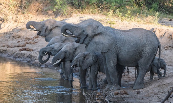 A herd of elephants drinking water at a riverbank