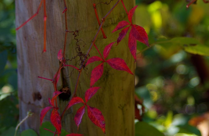 Red leaves of ivy on a wooden post