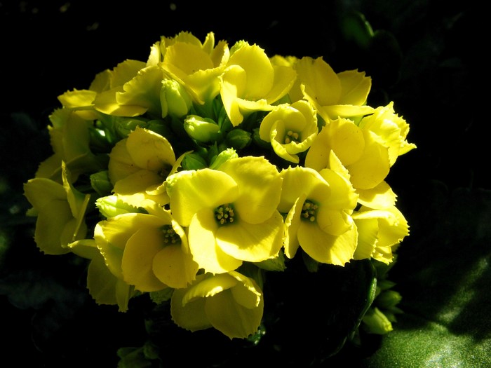 Yellow Kalanchoe flowers in close-up