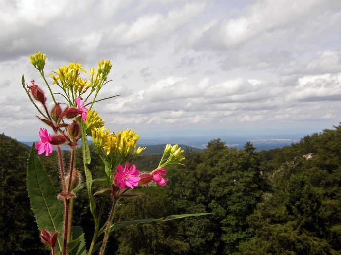 Wildflowers in bloom against a cloudy sky