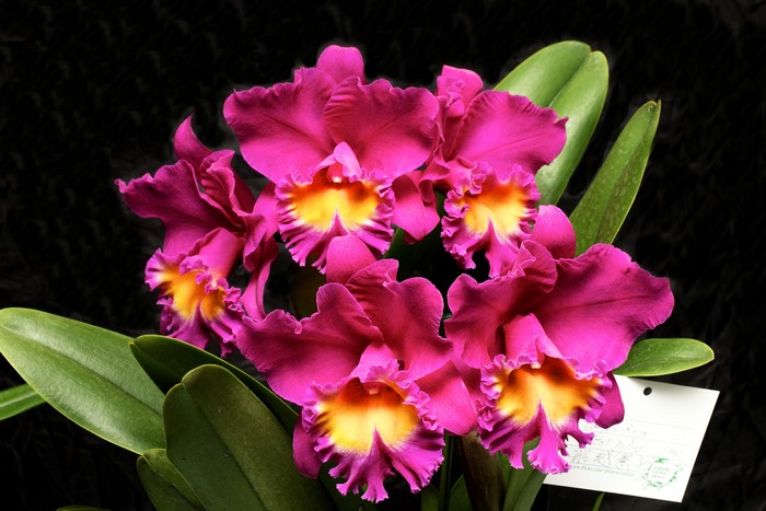 4K Orchid Closeup